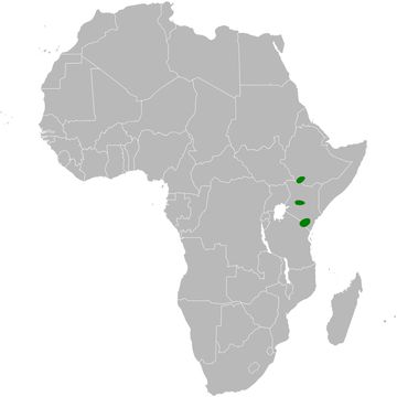 Image of Friedmann's Bush Lark