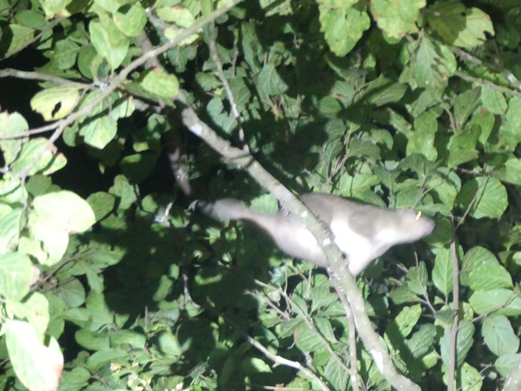 Image of Cinereous Ringtail