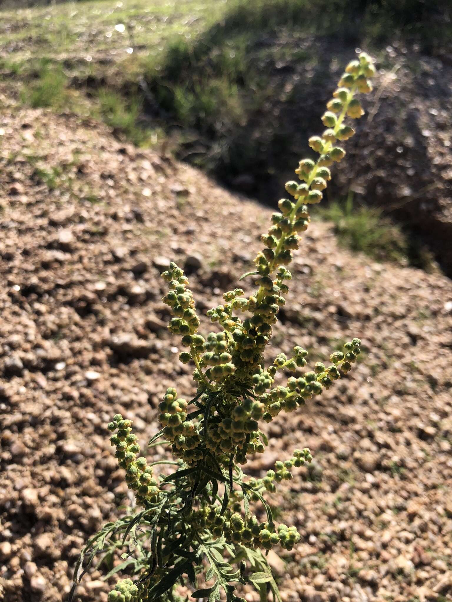 Image of weakleaf bur ragweed