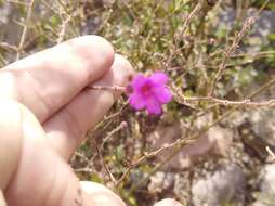 Imagem de Mirabilis glabrifolia (Ortega) I. M. Johnston