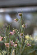 Слика од Fritillaria karelinii (Fisch. ex D. Don) Baker