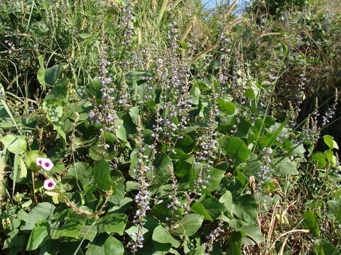 Calopogonium caeruleum (Benth.) Sauvalle的圖片