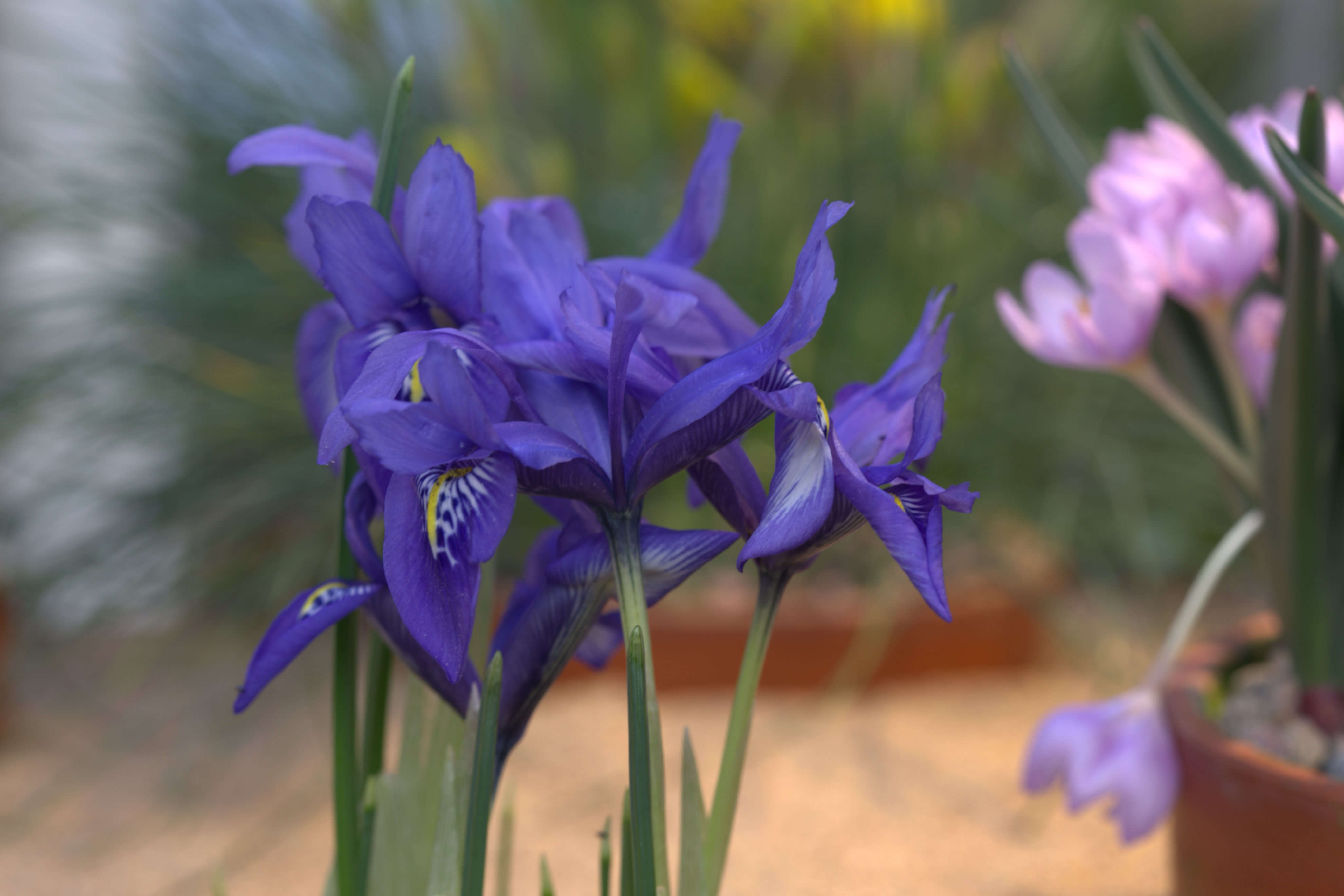 Plancia ëd Iris histrioides (G. F. Wilson) S. Arn.