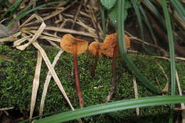 Phaeocollybia jennyae (P. Karst.) Romagn. 1944 resmi