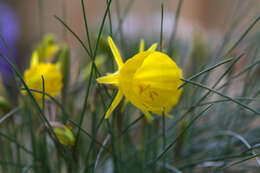 Narcissus bulbocodium subsp. obesus (Salisb.) Maire的圖片