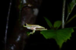 Image of Boulenger's Tree Frog