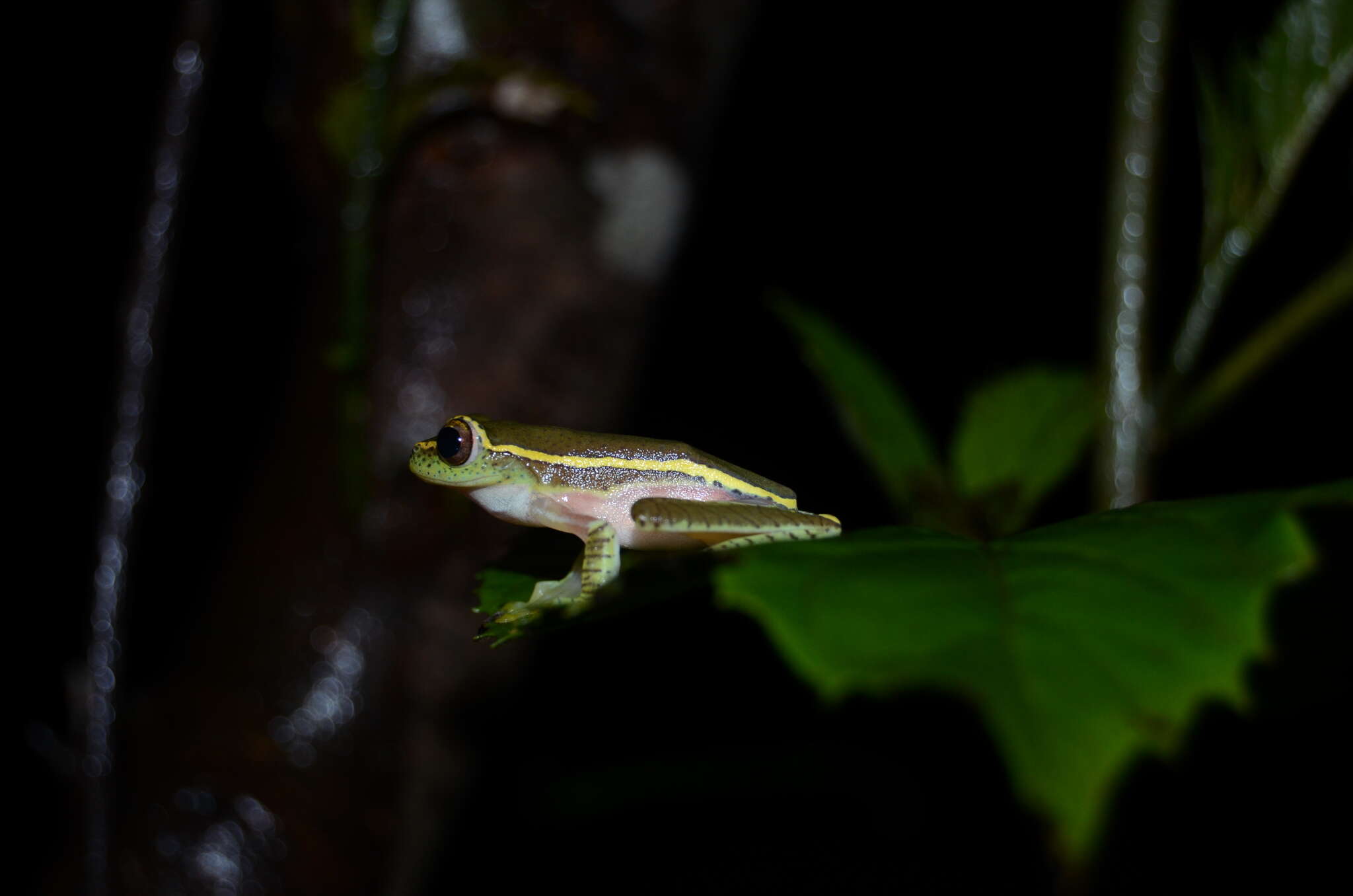 Imagem de Rhacophorus lateralis Boulenger 1883