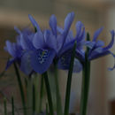 Image of <i>Iris histrioides</i> (G. F. Wilson) S. Arn.