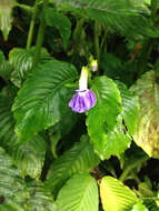 Image de Rhynchoglossum azureum (Schltdl.) B. L. Burtt