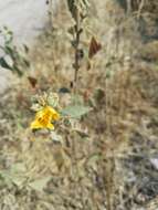 Image of shrubby false mallow