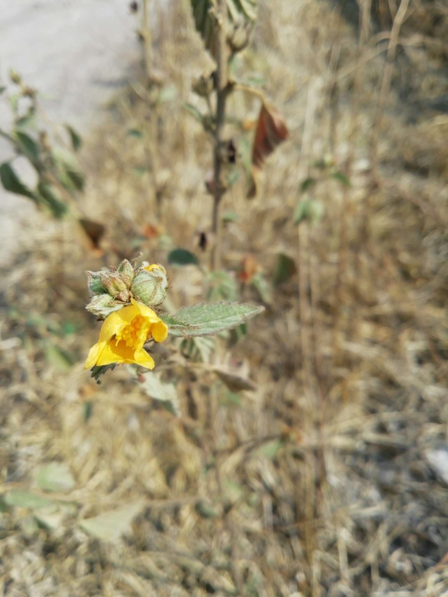 Image of shrubby false mallow