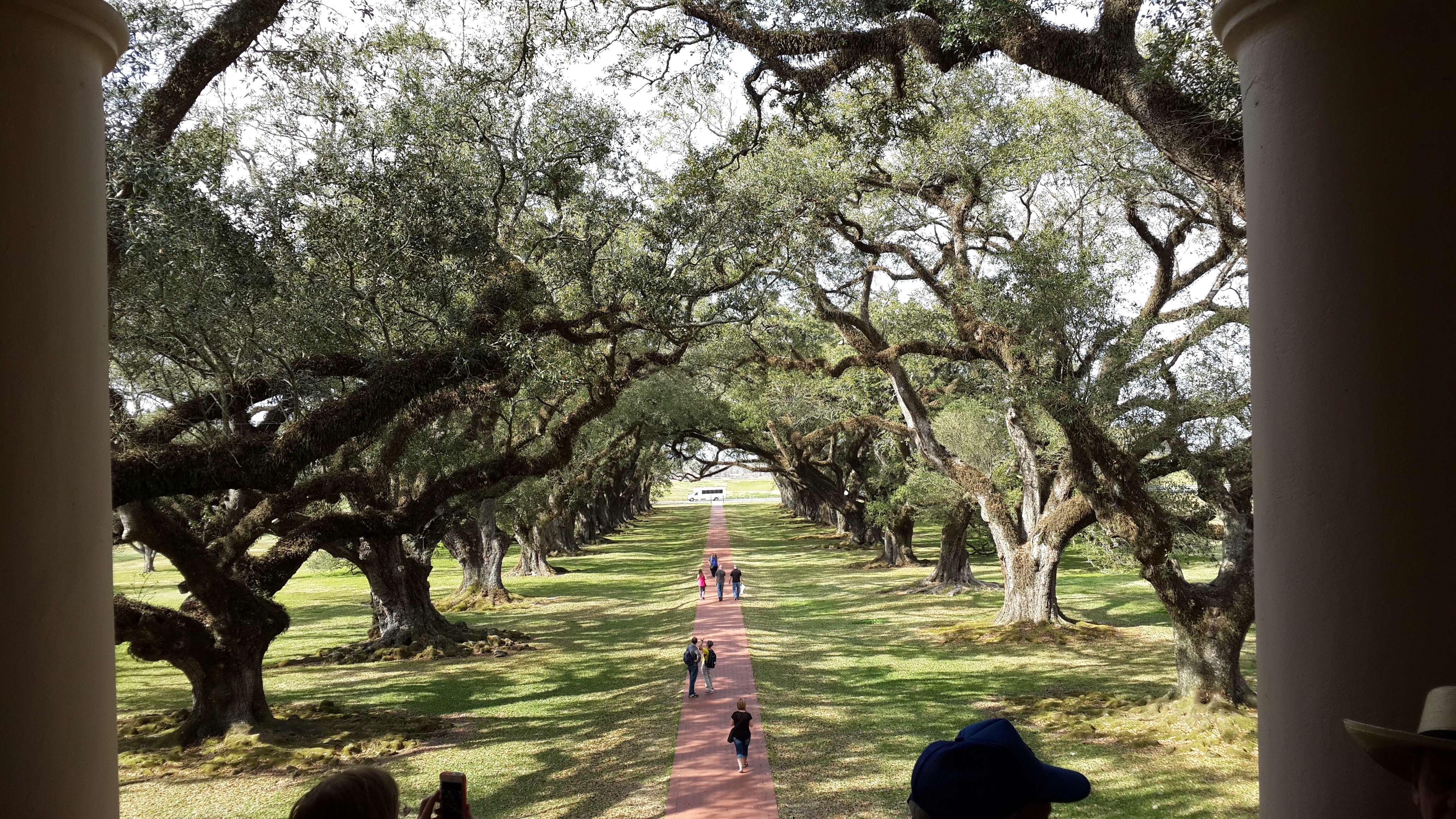 Image of Southern Live Oak