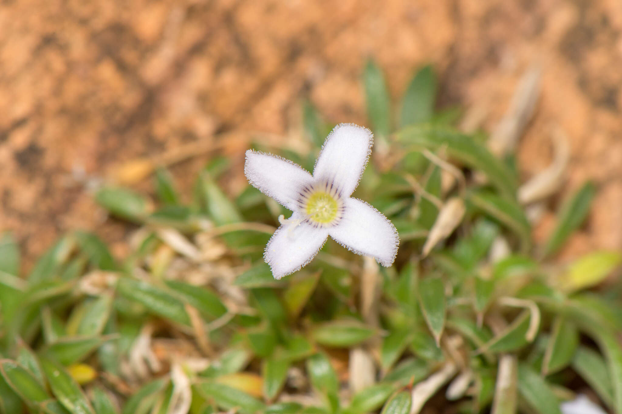 Image of Oldenlandia pulvinata (Balf. fil.) Vierh.