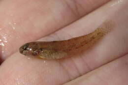 Image of Code goby