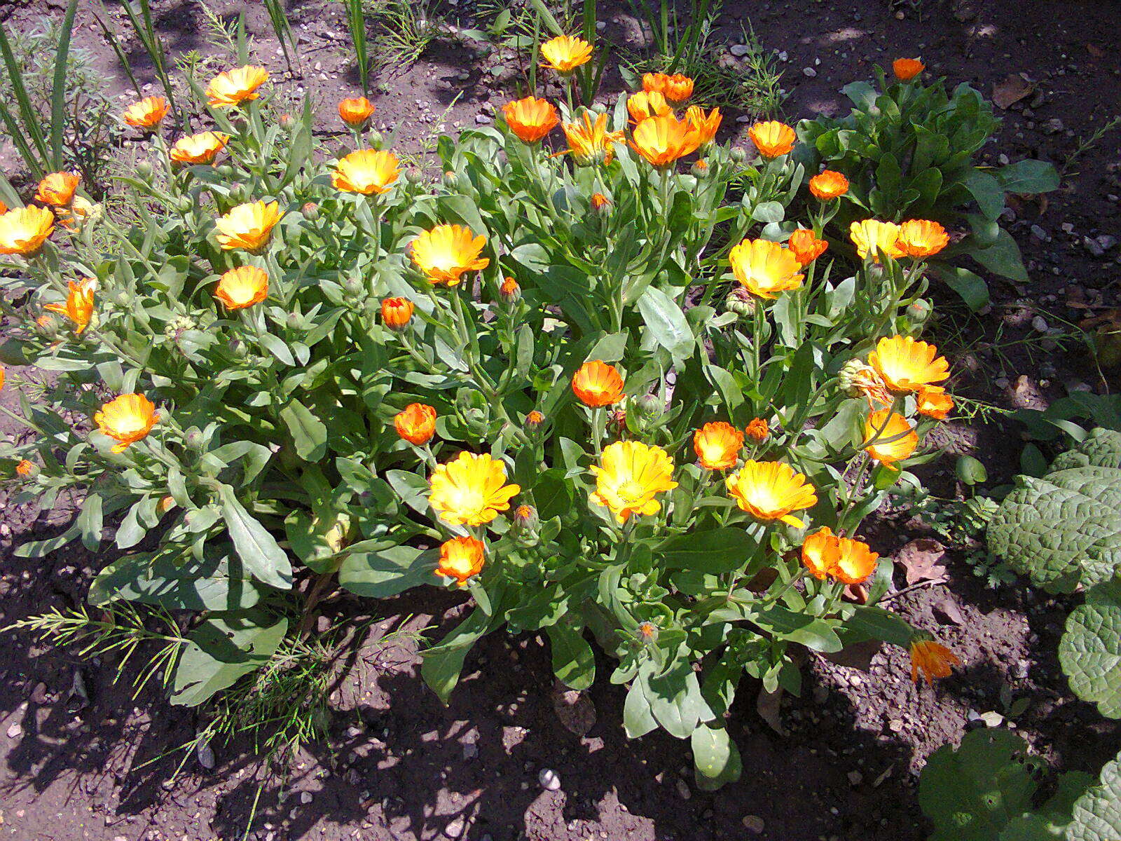 Image of pot marigold