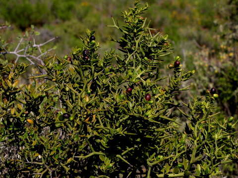 Image of Carissa haematocarpa (Eckl.) A. DC.