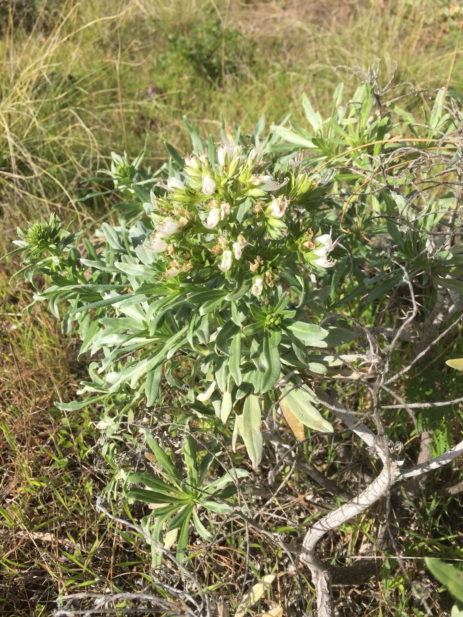 Plancia ëd Echium brevirame Sprague & Hutchinson