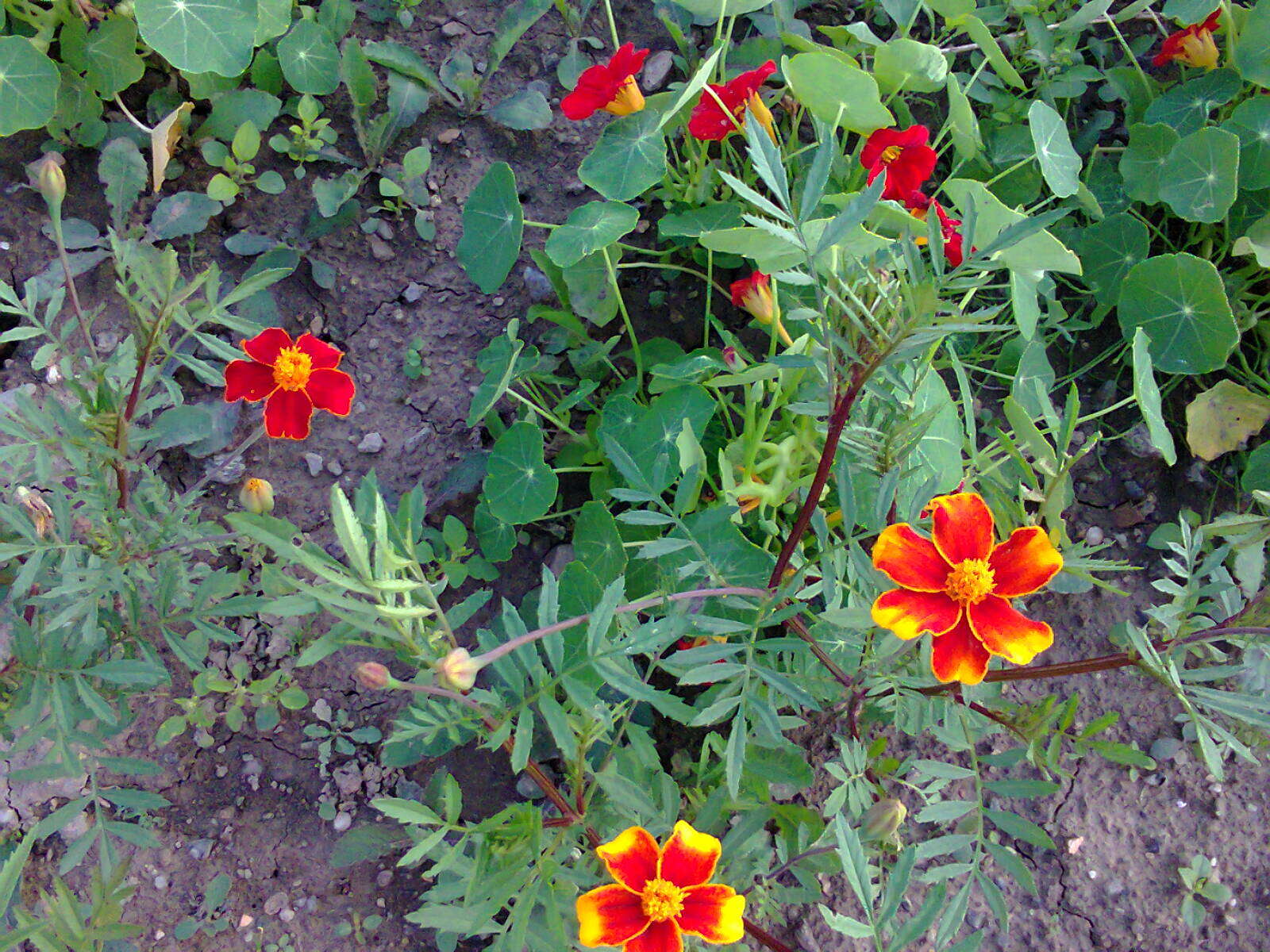 Image of French marigold