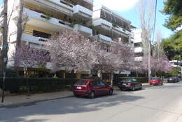 Image of flowering almond