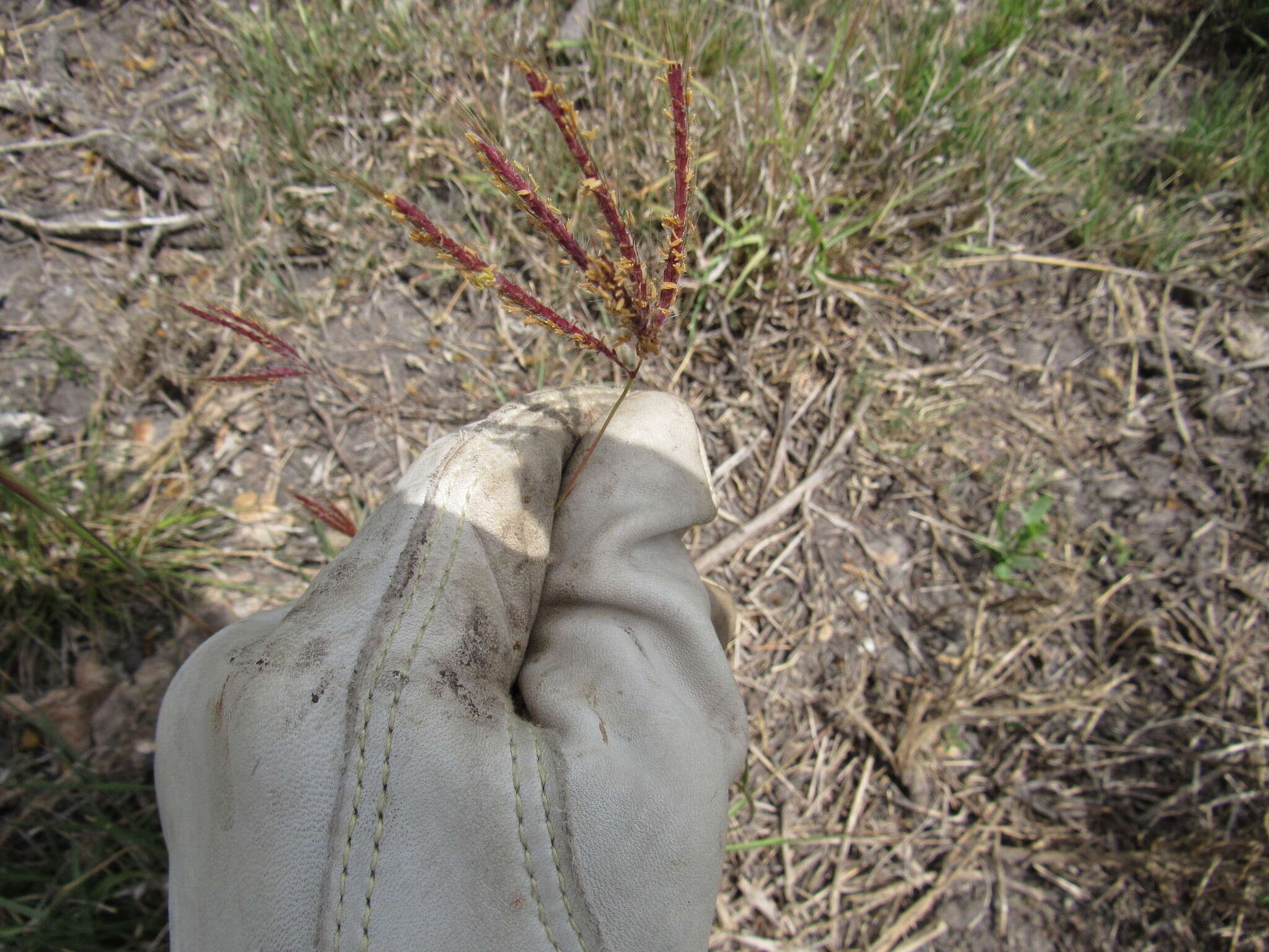 Image of Kleberg's bluestem