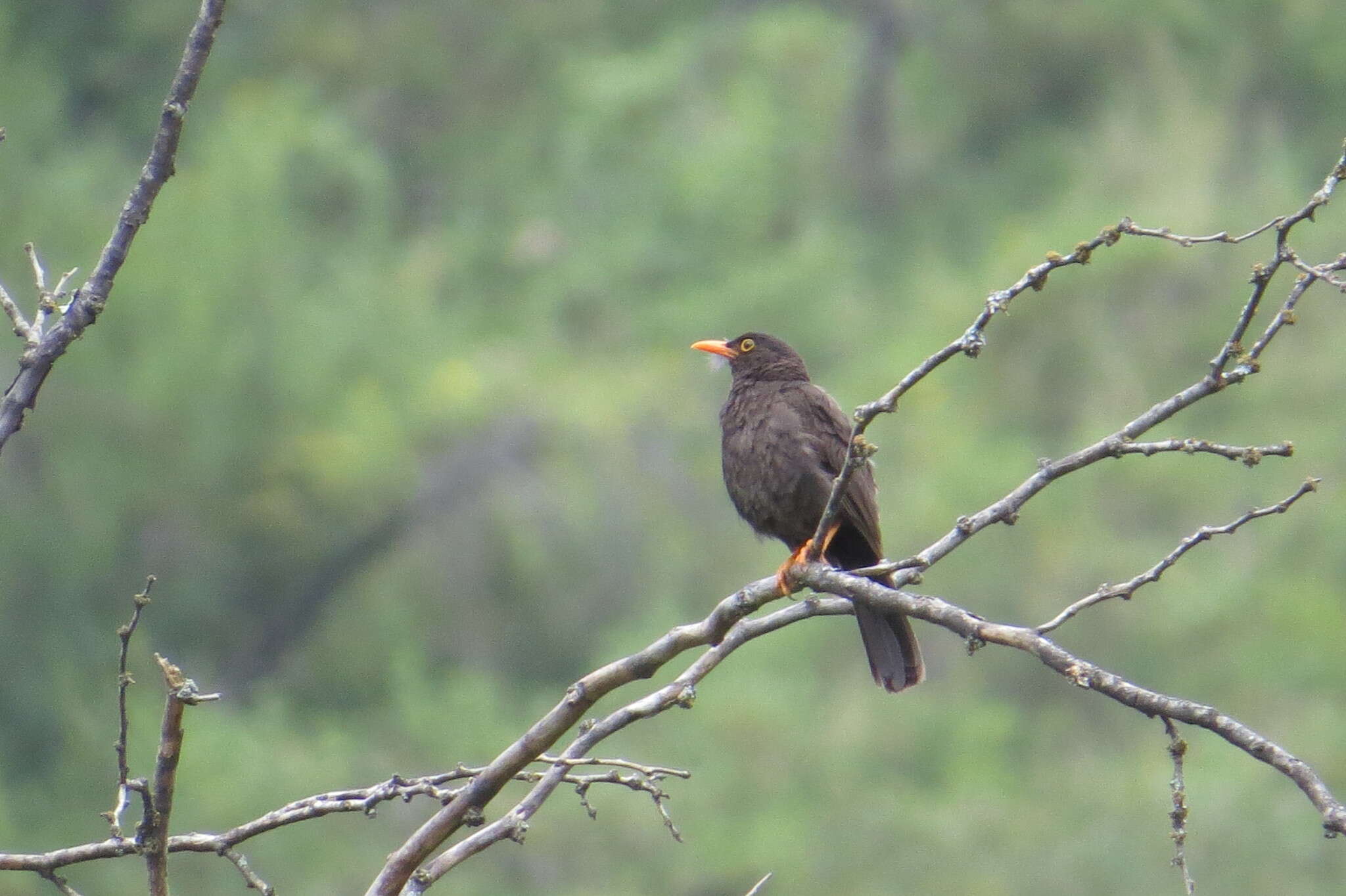 Turdus chiguanco d'Orbigny & Lafresnaye 1837 resmi