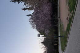 Image of flowering almond