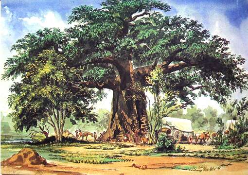 Image of Baobab