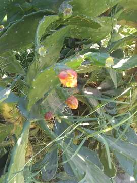 Image of Brazilian pricklypear