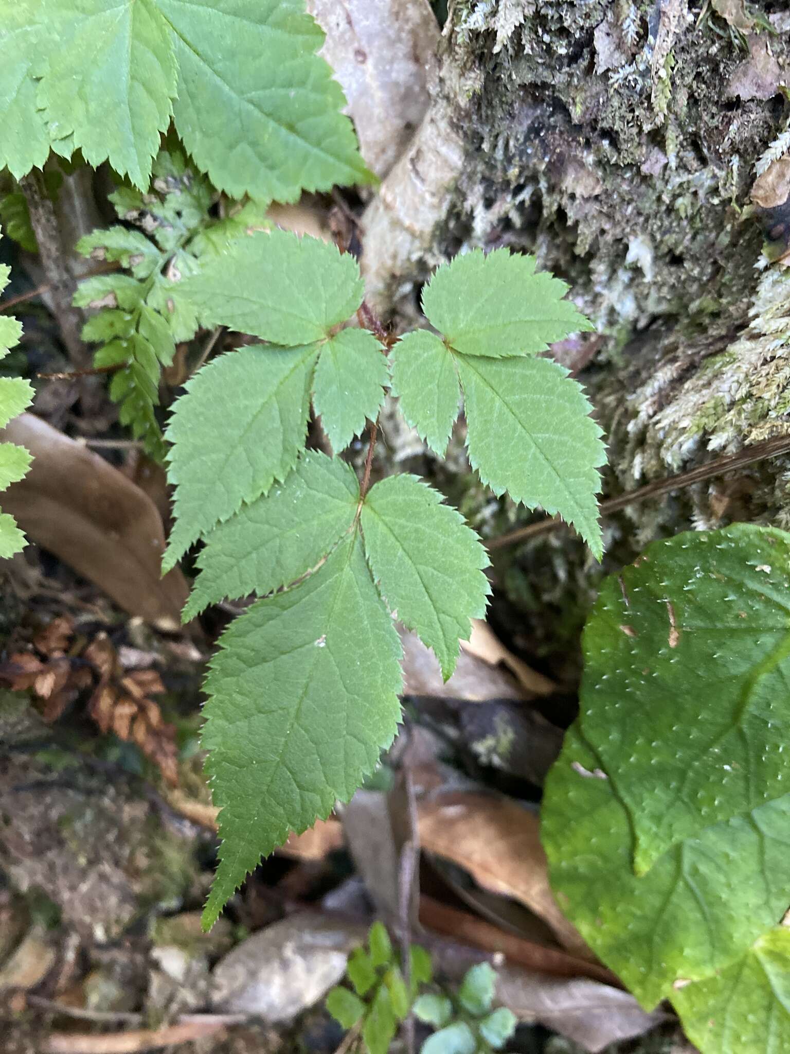 Image de Astilbe longicarpa (Hayata) Hayata