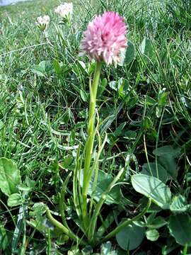 Слика од Gymnadenia corneliana (Beauverd) Teppner & E. Klein