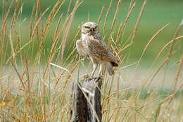 Image of Burrowing Owl