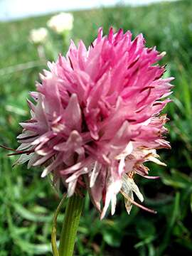 Image of Gymnadenia corneliana (Beauverd) Teppner & E. Klein