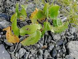 Image of Ligularia robusta (Ledeb.) DC.