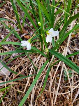 Image of Bostock's Candy-Flower