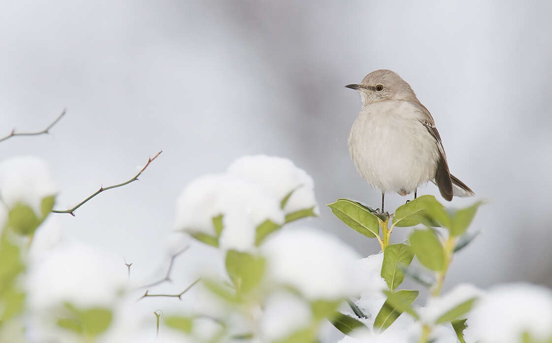 Image of Northern Mockingbird