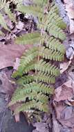 Image of marginal woodfern