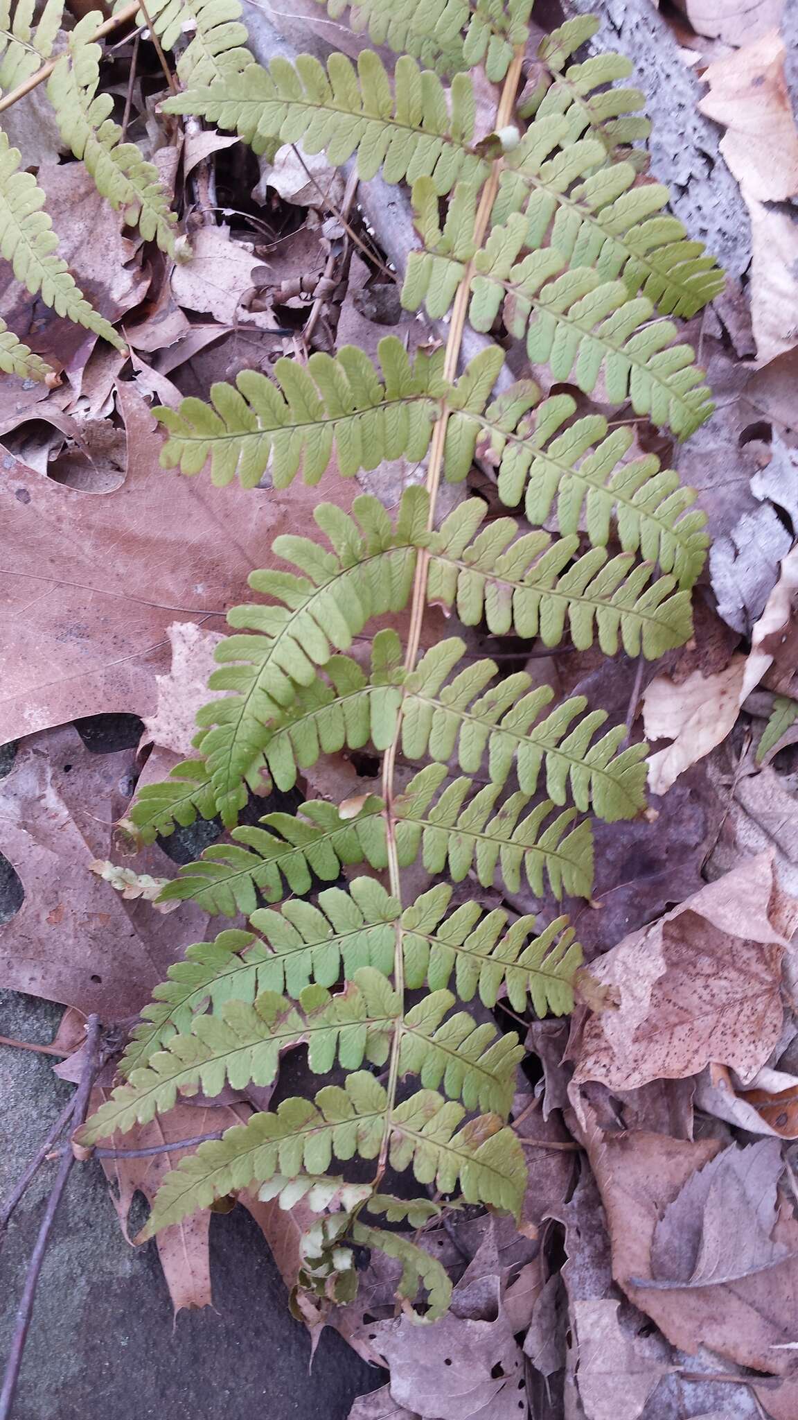 Image of marginal woodfern