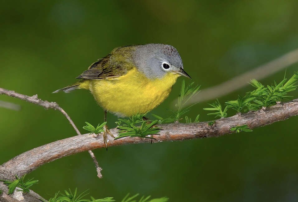 Image of Nashville Warbler