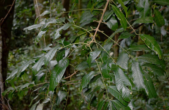 Image of Dysoxylum oppositifolium F. Müll.