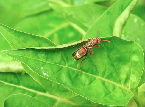 Image of Polistes stigma (Fabricius 1793)