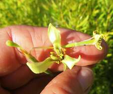 Image of Moraea bellendenii (Sweet) N. E. Br.