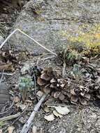 Image of Nine Mile Canyon phacelia