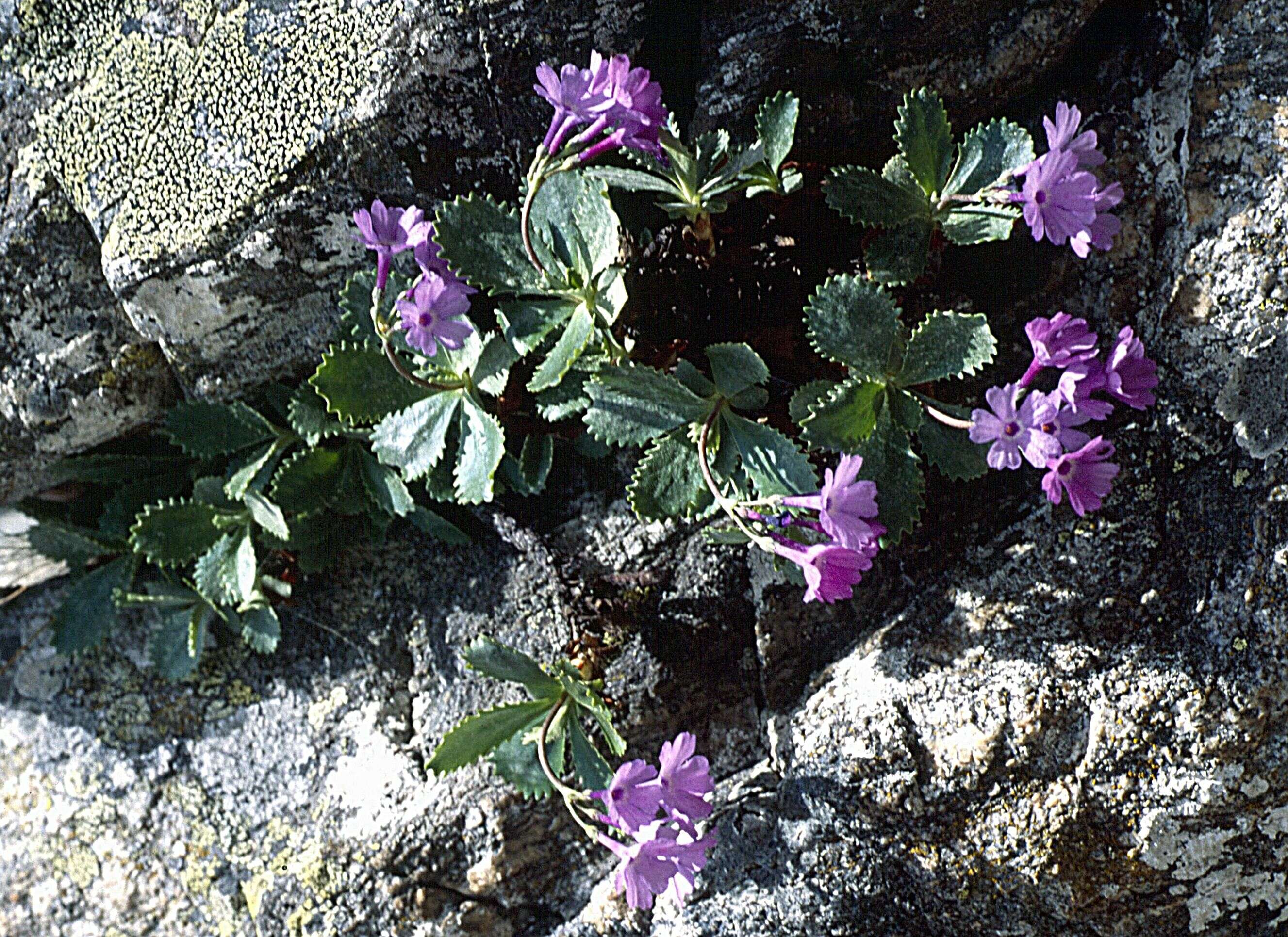 Image of Primula marginata Curtis