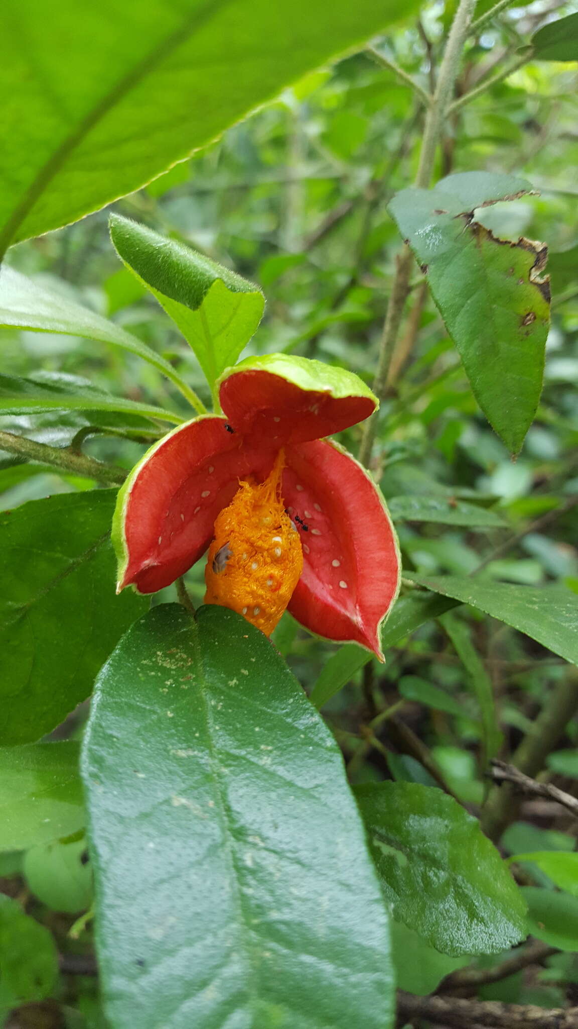 Image of Casearia yucatanensis (Standl.) T. Samar. & M. H. Alford