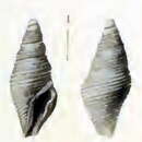 Image of Maoritomella batjanensis