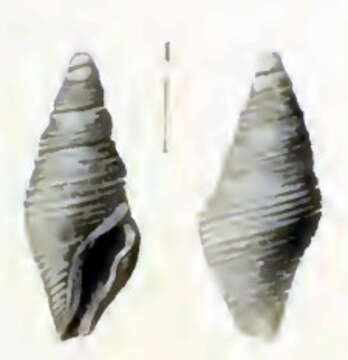 Image of Maoritomella batjanensis