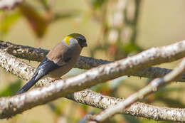 Image of Red-headed Bullfinch