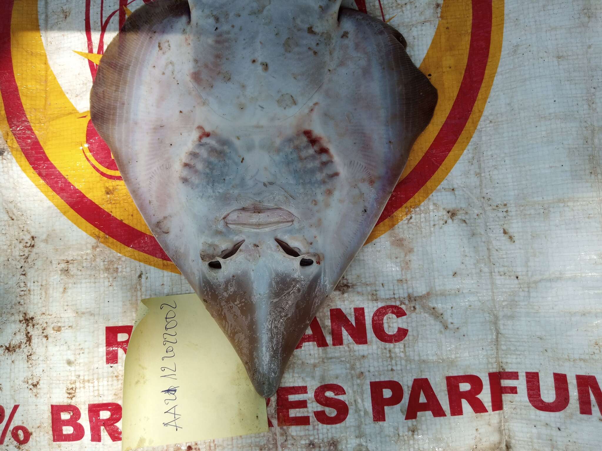 Image of White-spotted guitarfish