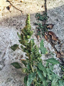 Image of redroot amaranth