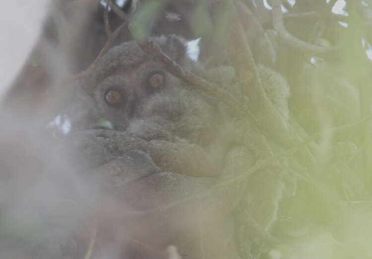 Image of Lorenz Von Liburnau’s Woolly Lemur